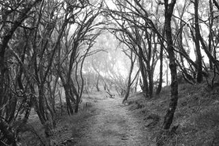 „cesta" (Ilford 400)